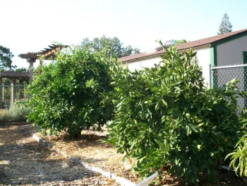 Dwarf citrus