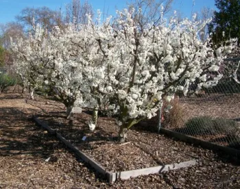 Hedgerow
