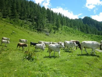 Herd on Hill