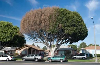 Ficus Sooty Canker