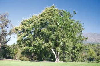 Sapindus saponaria