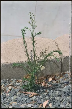 Hairy fleabane