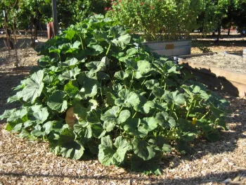 pumpkins in bale