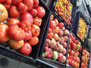 Tomato Harvest