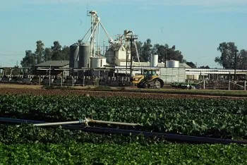 DREC Feedlot