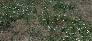 field bindweed