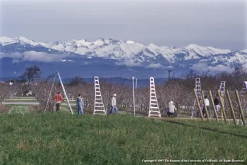 Pruning