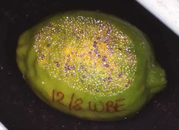 infestedlemon1