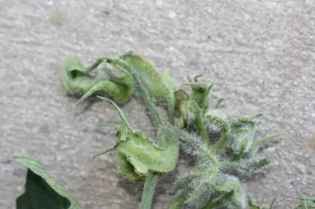 Twisting of leaves