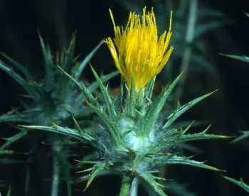 Carthamus lanatus 2