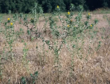 Carthamus lanatus1