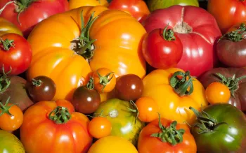 tomatoes