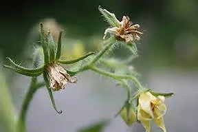Blossom Drop