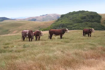 marin hereford