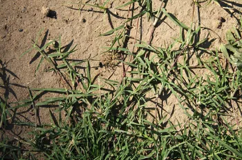Bermudagrass