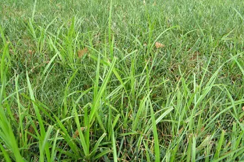 Nutsedge/Nutgrass
