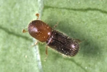 Western oak bark beetle may vector the Foamy bark canker disease. Source: Jack Kelly Clark, UC IPM
