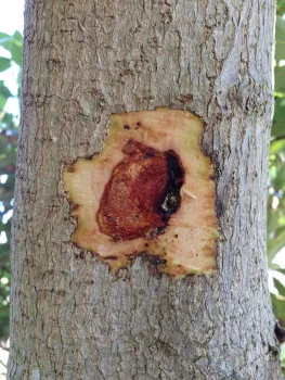 Discolored cavity beneath the bark of a tree infected with Xanthomonas campestris. Source: Akif Eskalen, UCANR