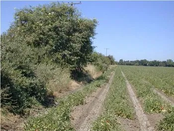 hedge2