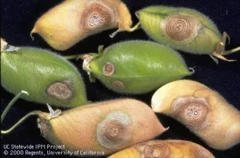 Garbanzo pods with brown lesions and concentric circles of spores.