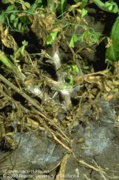 White mycelium at the base of the garbanzo stems.