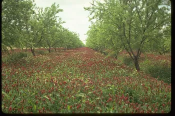 Crimson clover being used as a leguminous cover crop in an orchard.