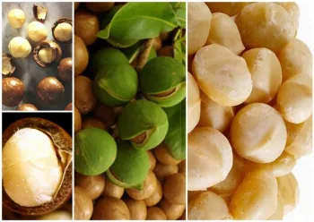 Macadamia's