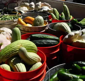 Veggie donations - click to enlarge