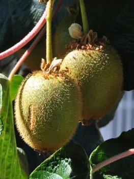 Kiwi - click to enlarge