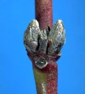 2-dormant