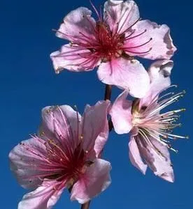 2-fullBloom