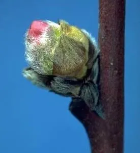 2-pinkBud