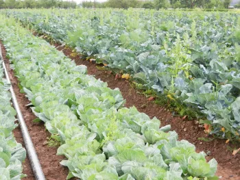 Crops require more nutrients when they enter later growth stages <small> (photo credit: Sonja Brodt) </small>