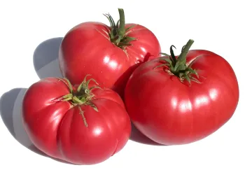 Tomatoes, three red on white bg, Karen Schaffer