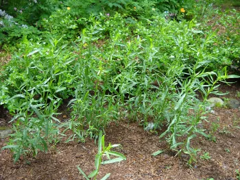 French tarragon. Click to enlarge.