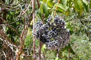 Wild Grapes found along the Porter Creek Nature Trail