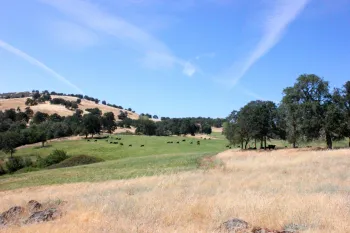 Irrigated Pasture with beef cattle grazing. View from Porter Creek Nature Trail