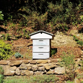 hive-1568632_960_720