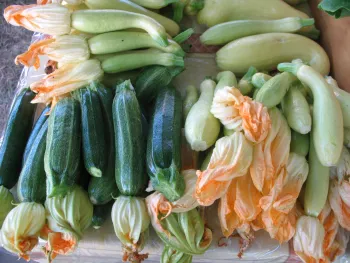 Summer Squash