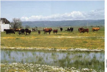 Vernal Pools