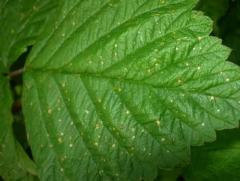 Leaf damage in non-target plant