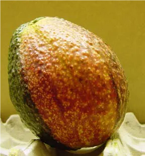 avocado chimera