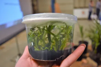 Tissue Culture