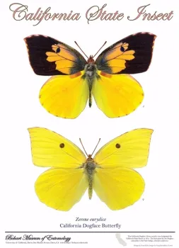 This is the California dogface poster that Fran Keller and Greg Kareofelas created. It's available at the Bohart Museum of Entomology.