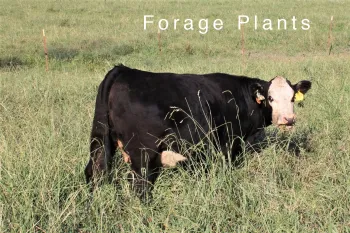 forageplantsbutton