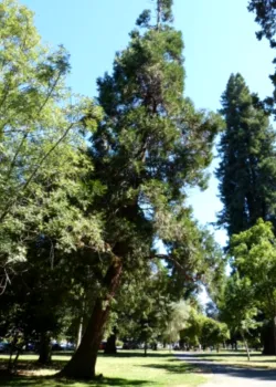Incense Cedar photo
