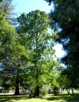 Dawn Redwood photo