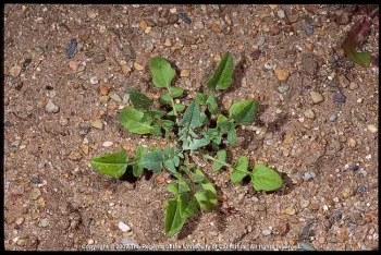 Rosette stage