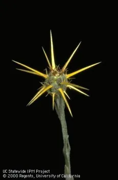 Spiny stage