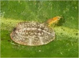 parasitic wasp laying